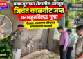 वनमजुराच्या शेतातील घरातून जिवंत काळवीट जप्त ; वनमजुराविरुद्ध गुन्हा