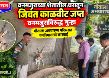वनमजुराच्या शेतातील घरातून जिवंत काळवीट जप्त ; वनमजुराविरुद्ध गुन्हा