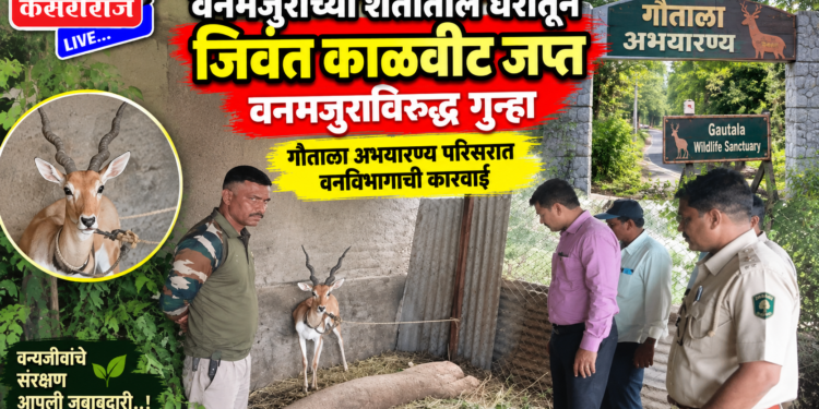 वनमजुराच्या शेतातील घरातून जिवंत काळवीट जप्त ; वनमजुराविरुद्ध गुन्हा