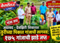अडावद – देवझिरी शिवारात तुरीच्या पिकात गांजाची लागवड; १७५ गांजाची झाडे जप्त
