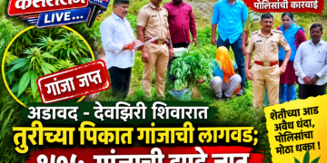 अडावद – देवझिरी शिवारात तुरीच्या पिकात गांजाची लागवड; १७५ गांजाची झाडे जप्त