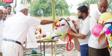 डॉ. उल्हास पाटील कृषि परिसरात सर्जा-राजाप्रती कृतज्ञता