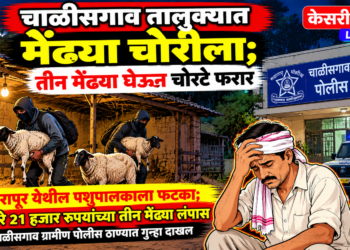 चाळीसगाव तालुक्यात मेंढ्या चोरीला; शेतातील गोठ्यातून २१ हजारांचा मुद्देमाल लंपास