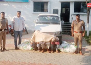 फत्तेपूर पोलिसांची मोठी कारवाई; शेतातील कापूस चोरी करणारी टोळी जेरबंद