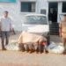 फत्तेपूर पोलिसांची मोठी कारवाई; शेतातील कापूस चोरी करणारी टोळी जेरबंद