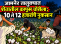 जामनेर तालुक्यात शेतातील कापूस चोरीला; १० ते १२ हजारांचे नुकसान