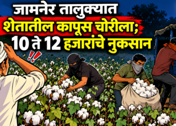जामनेर तालुक्यात शेतातील कापूस चोरीला; १० ते १२ हजारांचे नुकसान