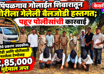 पिंपळगाव गोलाईत शिवारातून चोरीला गेलेली बैलजोडी हस्तगत; पहूर पोलिसांची कारवाई