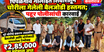 पिंपळगाव गोलाईत शिवारातून चोरीला गेलेली बैलजोडी हस्तगत; पहूर पोलिसांची कारवाई