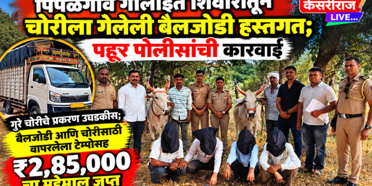 पिंपळगाव गोलाईत शिवारातून चोरीला गेलेली बैलजोडी हस्तगत; पहूर पोलिसांची कारवाई